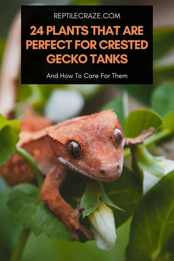 best plants for crested gecko tanks