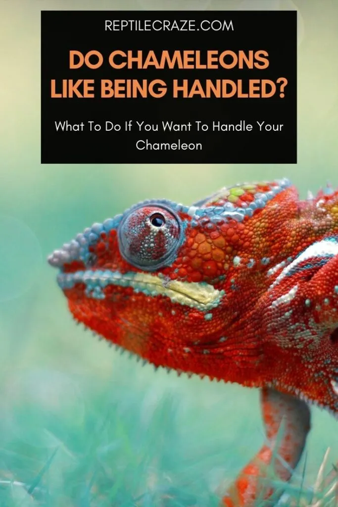 Do Chameleons Like To Be Held? What To Do + What To Avoid - Reptile Craze