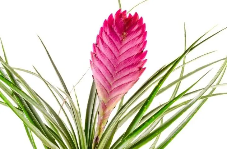 Are tillandsia cyanea good for crested gecko habitats?