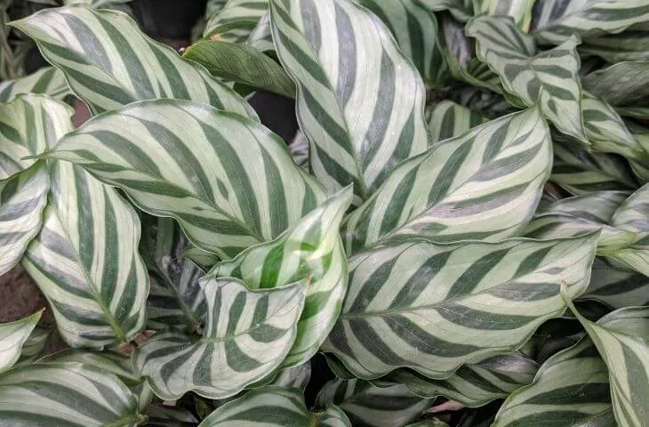 Calathea Concinna