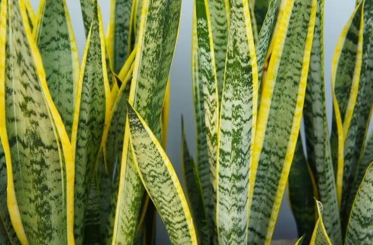 Snake Plant