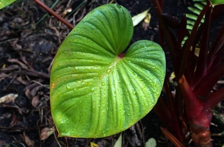 Is devil's ivy safe for crested geckos?