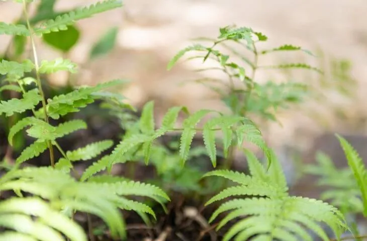 Lemon Button Fern