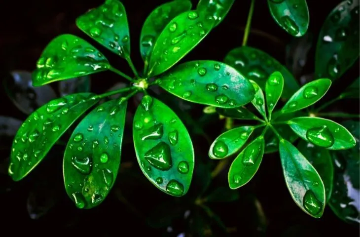 Dwarf Umbrella Tree for crested geckos