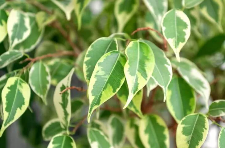 Is ficus benjamina okay in crested gecko tanks?