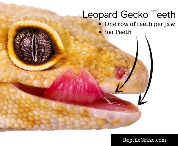 Leo Gecko Teeth 1 