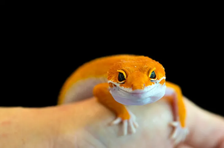 leopard gecko poop colors