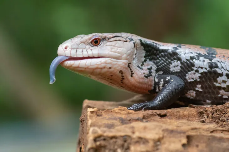 is my blue tongue skink sick?