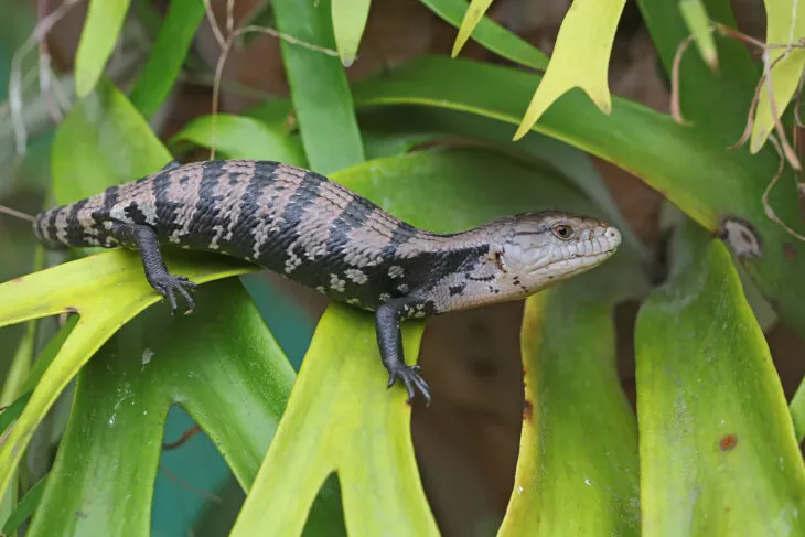 blue tongue skink decoration plants