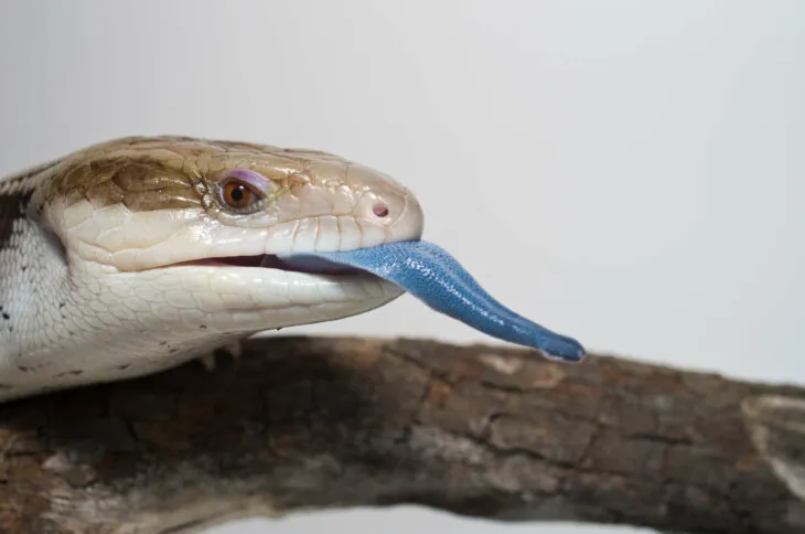 signs of a dying blue tongue skink