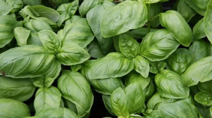 can blue tongue skinks eat basil?