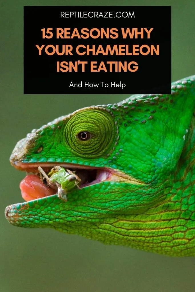 Why is my chameleon not eating?