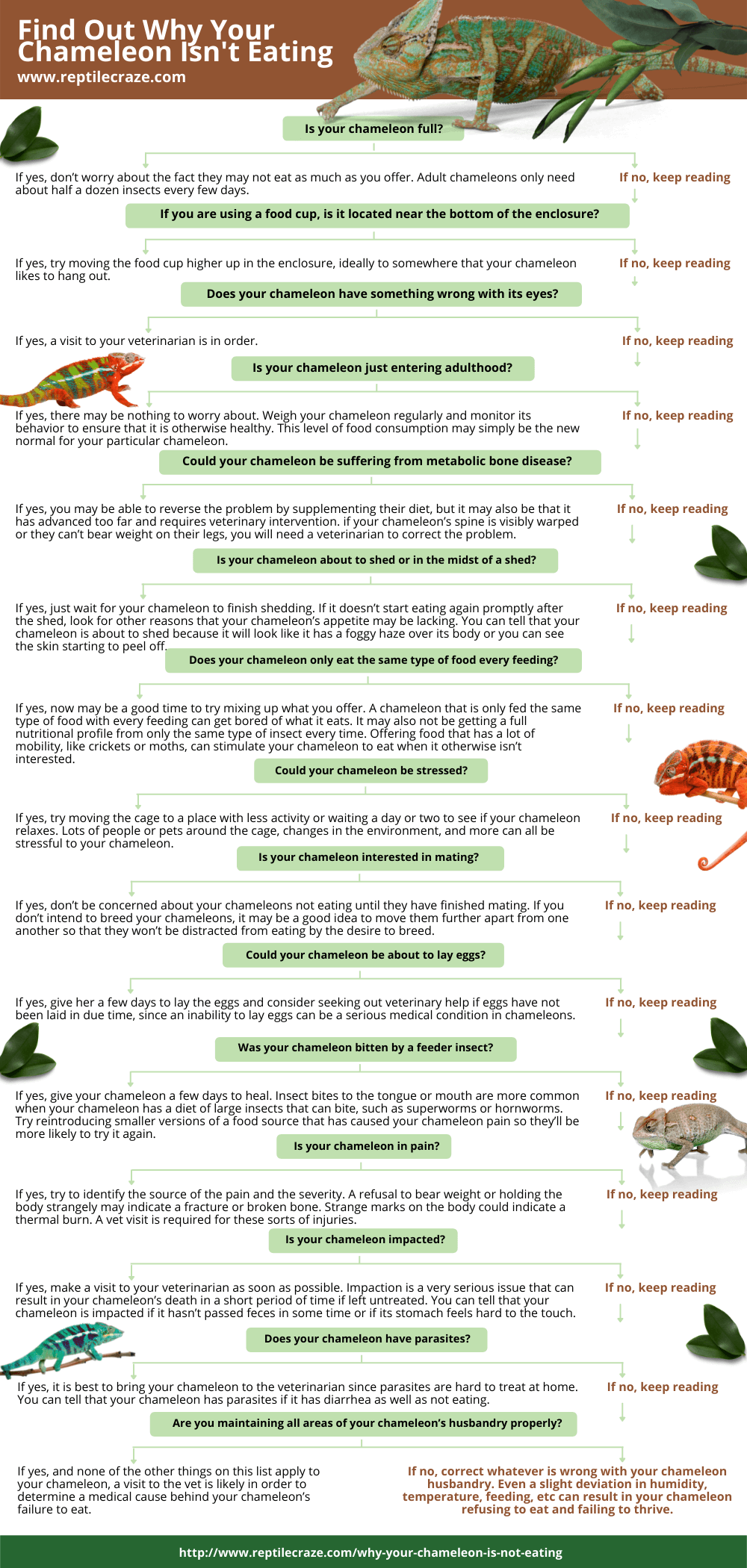 How to find out why your chameleon is not eating decision tree quiz