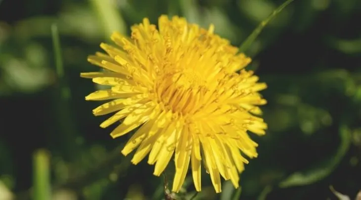 can blue tongue skinks eat dandelion?