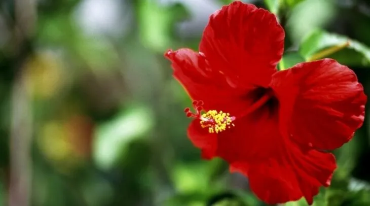 can blue tongue skinks eat hibiscus?