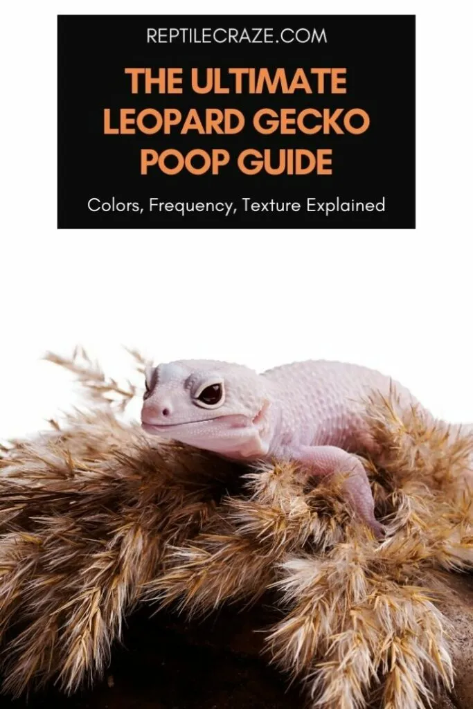 leopard gecko poop guide