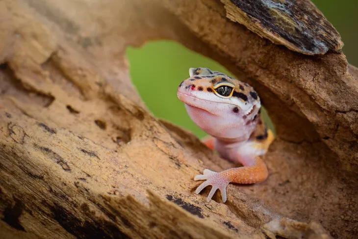 why does my leopard gecko like wax worms so much?