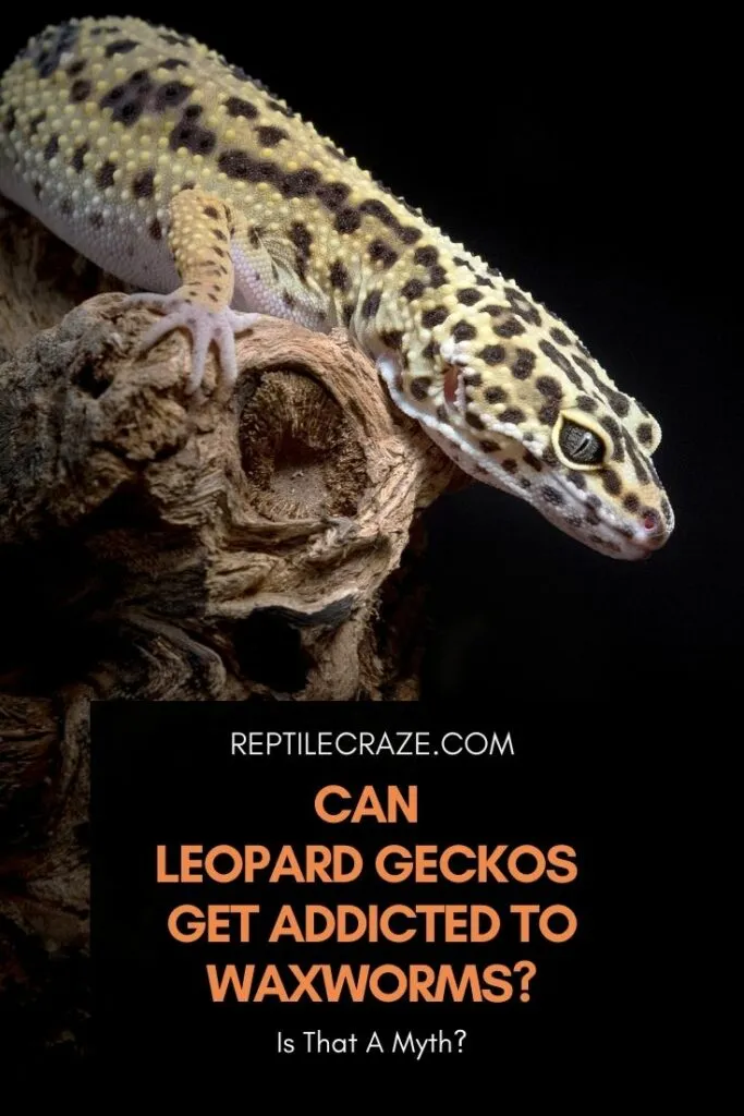 Can Leopard Geckos Get Addicted To Wax Worms?