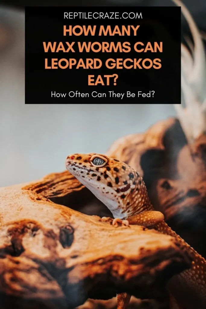 how many wax worms to feed a leopard gecko