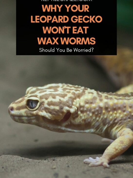 Should Leopard Geckos Eat Superworm Pupae? – Reptile Craze