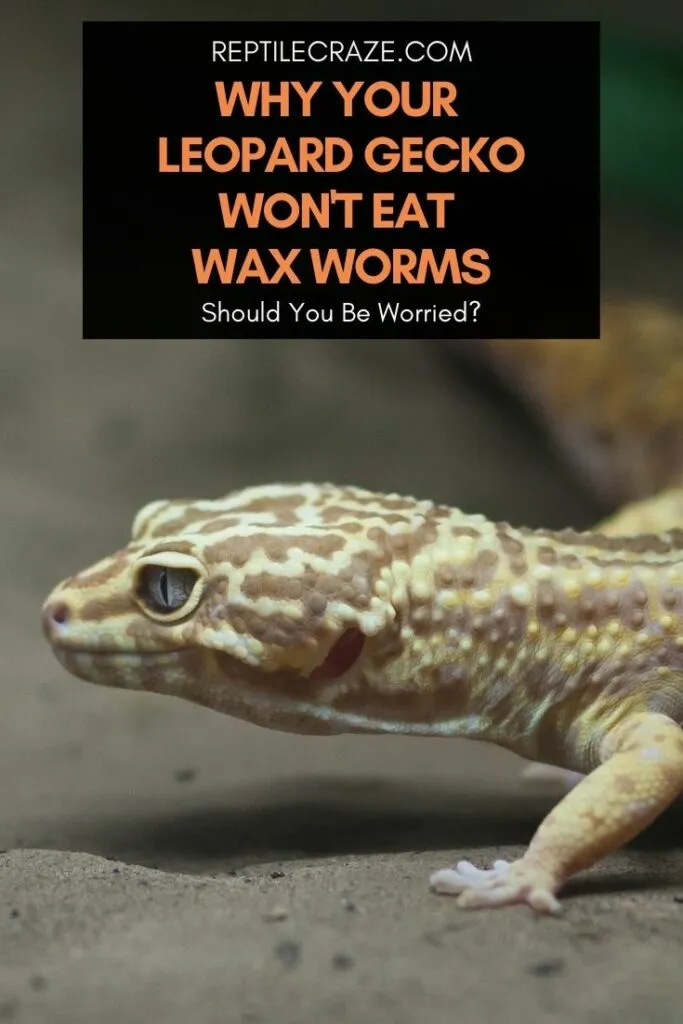 Why won't my leopard gecko eat wax worms?