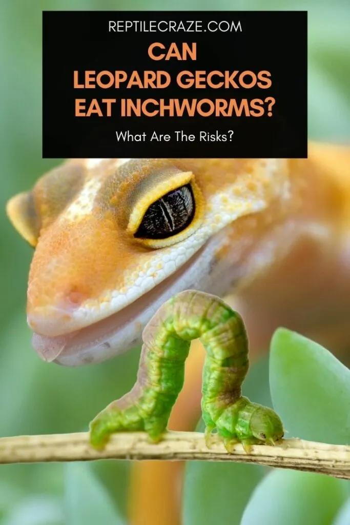 can leopard geckos eat inchworms?