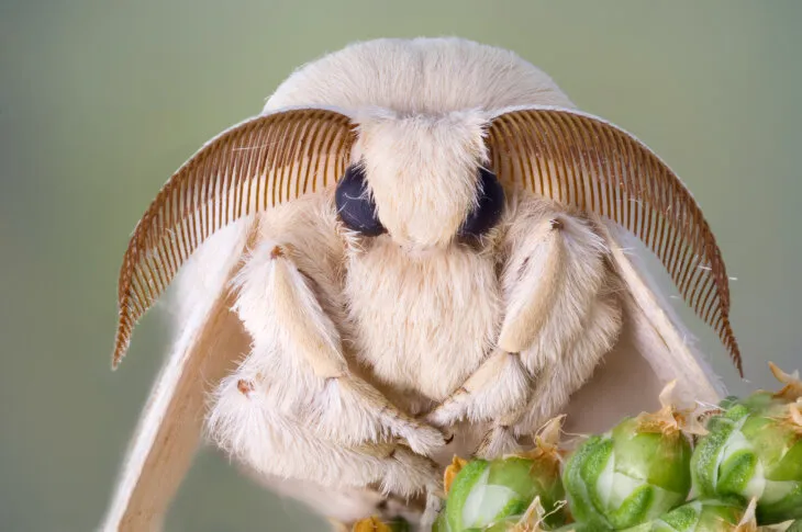 can leopard geckos eat silk moths?