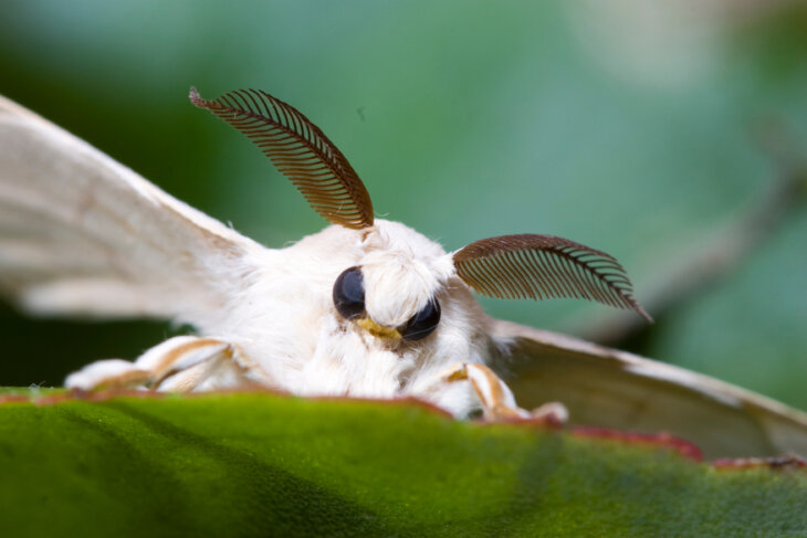 silk moth