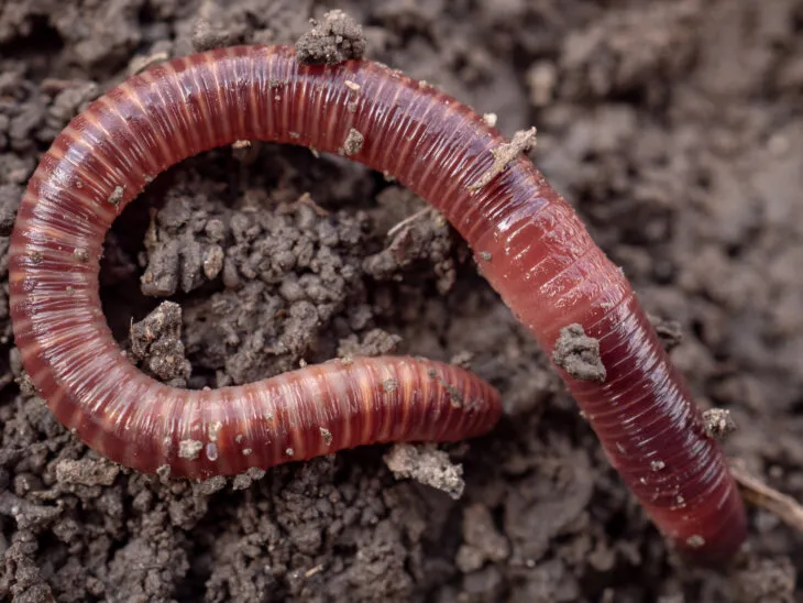 earthworm