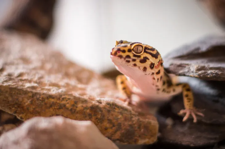 can leopard geckos eat nutrigrubs?