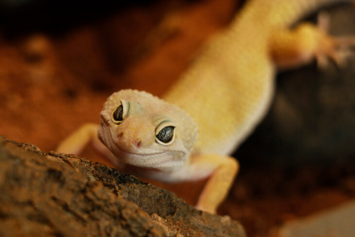 how many crickets to feed a baby leopard gecko