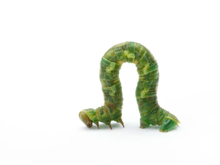 inchworm