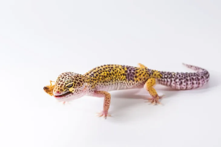 can leopard geckos eat dried mealworms?