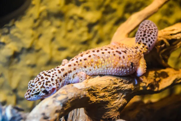 can leopard geckos eat crickets from outside?