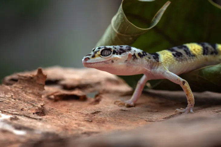 how many crickets should leopard geckos eat