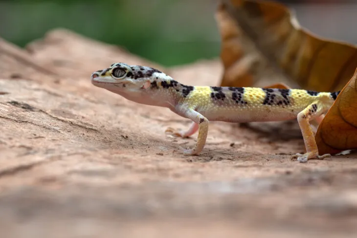 How many mealworms to feed a leopard gecko a day