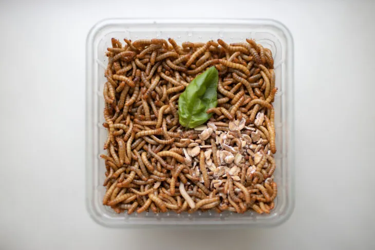 How many mealworms to feed a juvenile leopard gecko