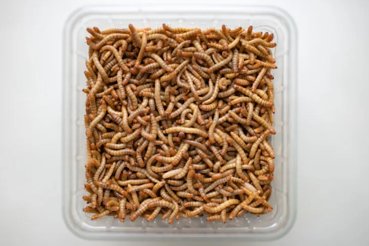 how to store mealworms for leopard geckos