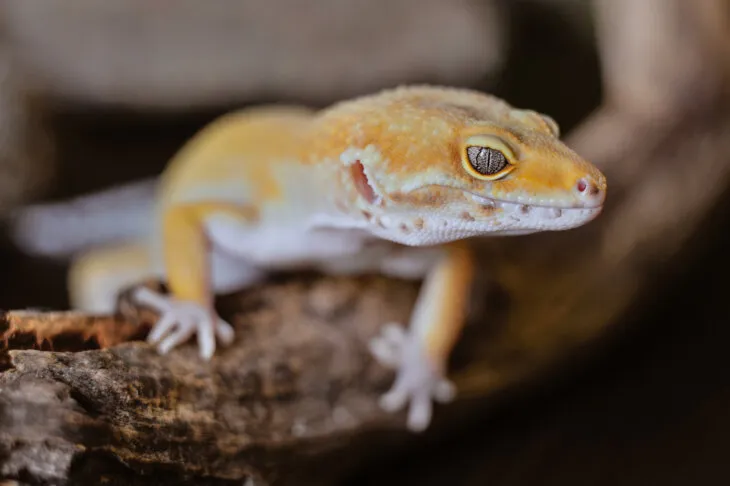 can leopard geckos eat wax worm moths