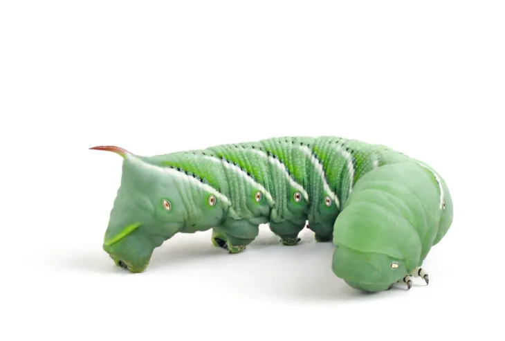 hornworm