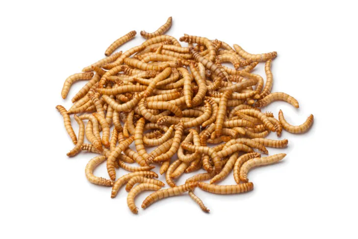 mealworm