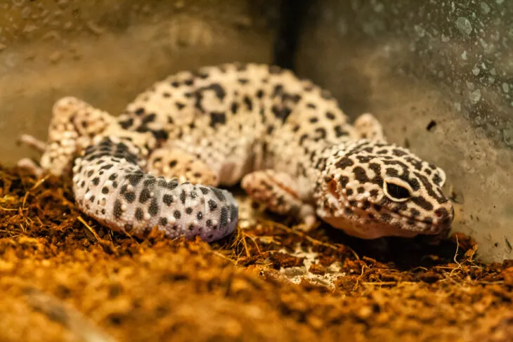 what happens if a leopard gecko eats dead crickets?