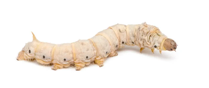 are silkworms healthy for leopard geckos?