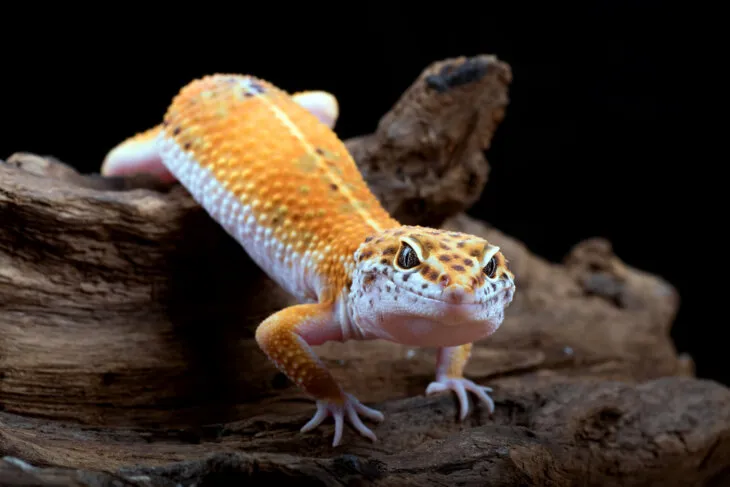 how many butterworms should I feed my leopard gecko?