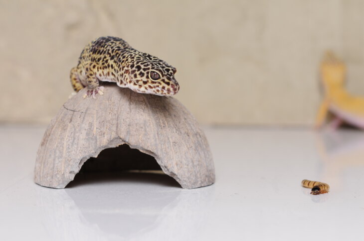 can leopard geckos eat freeze dried mealworms?