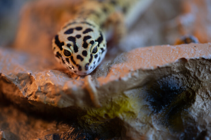 what time of day should I feed my leopard gecko?