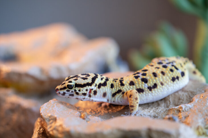 How Much Does Leopard Gecko Food Cost? - Reptile Craze