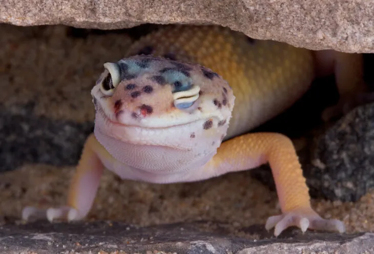 are wax worms safe for leopard geckos