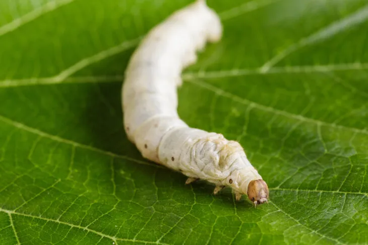 silkworm