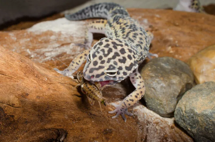 can leopard geckos eat wild moths?